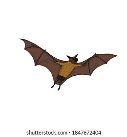 Ilustración De Barras Voladoras. Caricatura vectorial Fox Voladora.