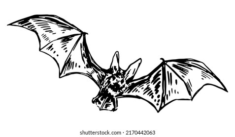 Flying Bat Sketch. Realistic Ink Drawing Of Nocturnal Wild Animal. Halloween Hand Drawn Vector Illustration. Retro Outline Clipart For Decor Isolated On White.