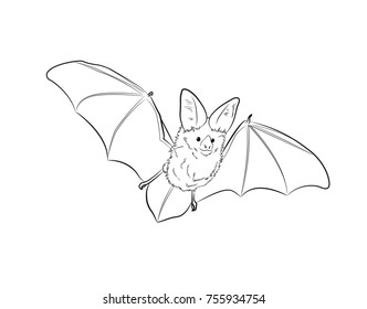 fruit bat black and white clipart