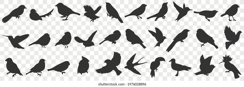 Flying bat with wings doodle set. Collection of hand drawn various black silhouettes of flying bats animals in rows isolated on transparent background 