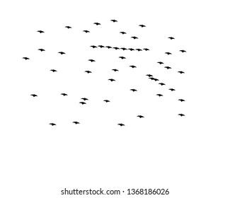 flying bats. Halloween composition. - Vector
