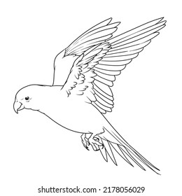 Flying beautiful bird drawing line art
