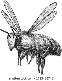 Flying bee illustration  drawing  engraving  ink  line art  vector