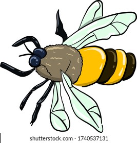 Flying bee , illustration, vector on white background