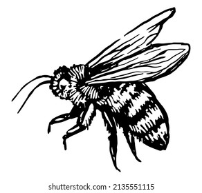 Abeja voladora, boceto animal de insectos. Ilustración vectorial dibujada a mano. Clipart de estilo retro grabado aislado en fondo blanco.