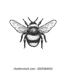 Flying Bee Insect Drawing Vector