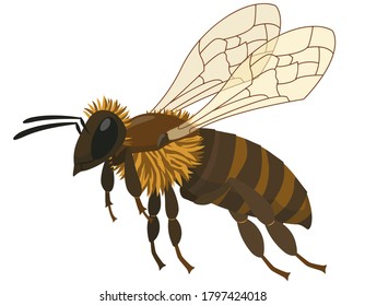 Flying bee isolated on white background. Insect in cartoon style.