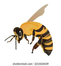 flying bee vector design, lillustration,