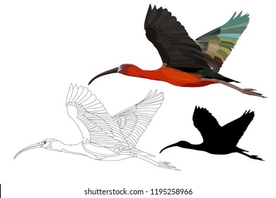 Flying big bird. Realistic vector images. Bird: Glossy Ibis. Plegadis falcinellus. White background.