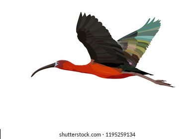 Flying big bird. Realistic vector image. Bird: Glossy Ibis. Plegadis falcinellus. White background.