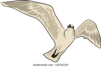 flying bird