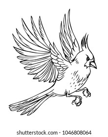 Flying bird cardinal, black and white vector illustration on white background.