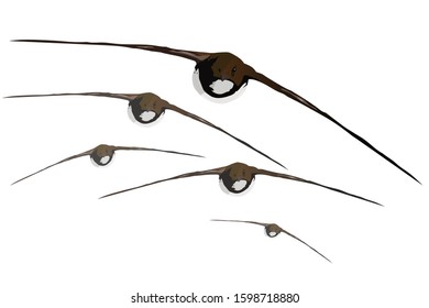 Flying bird. Common Swift. Vector image. White background.