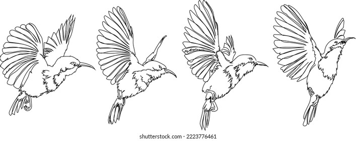 Elemento de dibujo de línea continua de ave voladora aislado sobre fondo blanco para elemento decorativo. Ilustración vectorial de la forma animal en el estilo de contorno de moda.