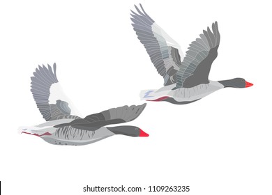 Flying bird. Greylag Goose. Vector image. White background.