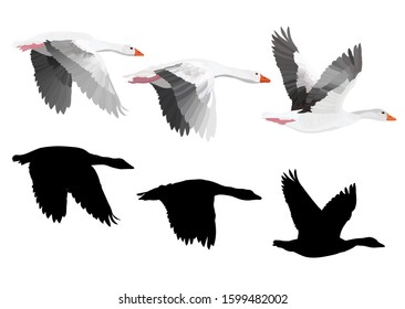 Flying bird. Greylag Goose. Vector image. White background.