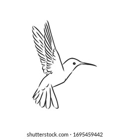 flying bird Hummingbird, vector sketch illustration hand drawn