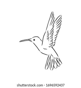 flying bird Hummingbird, vector sketch illustration hand drawn