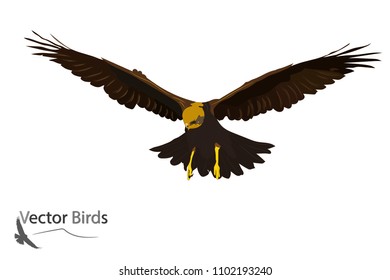 Flying bird. Bird landing. Vector image. Bird of prey. White background.