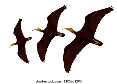 Flying bird. Northern Bald Ibis. Geronticus eremita. Vector image. White background.