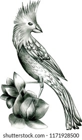 A flying bird on a white background. An exotic fauna.Line drawings, ink drawing, hand drawn illustration.You can use for the design of postcards, invitations, packages, banner, flyers, printing, etc.
