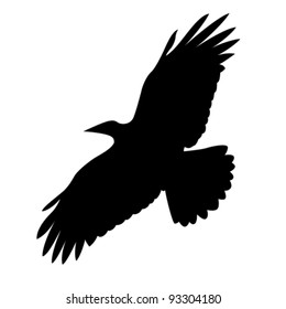 flying bird on white background, vector illustration