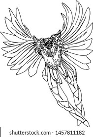 Flying bird of paradise on a white background. Bird coloring vector blank for the designer