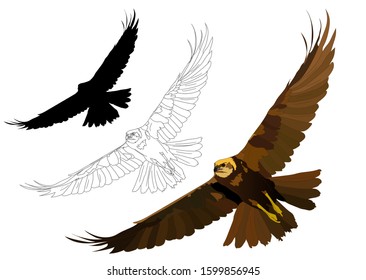 Flying bird. Bird of prey. Vector image. White background.