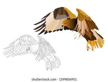 Flying bird. Bird of prey. Vector image. White background.