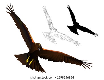 Flying bird. Bird of prey. Vector image. White background.