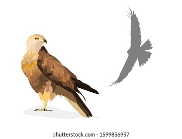 Flying bird. Bird of prey. Vector image. White background.