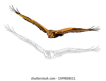 Flying bird. Bird of prey. Vector image. White background.