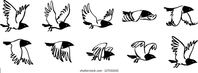 Flying Bird Sequence