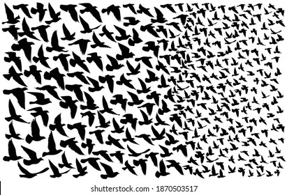 Flying bird silhouette on isolated background. Vector illustration.  tattoo and wallpaper background design.