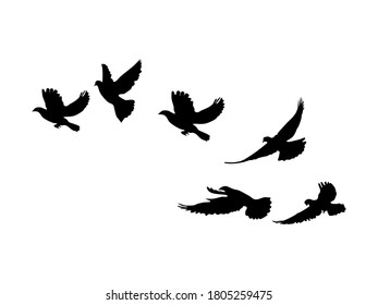 flying bird silhouette on a white background. silhouette pigeon flying. Vector illustration