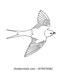 A flying bird swallow on a white background, doodle.Vector bird.