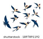Flying bird various view collection set. Flock of swallows isolated on white background. Vector illustration for nature, wildlife, animal, ornithology concept