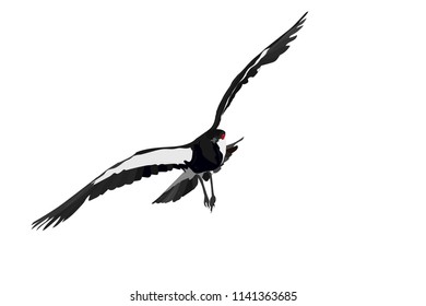 Flying bird. Vector image. White background. Spur winged Lapwing. 