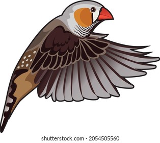 flying bird zebra finch beautiful