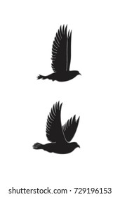 flying birds