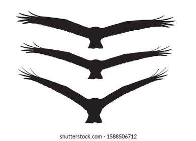 Flying birds. Bird of prey. Vector images. 