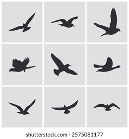 Flying birds collection design. various silhouettes of flying birds