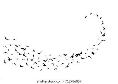 Flying birds. Decoration element from scattered silhouettes. Swirl path