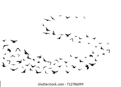 Flying birds. Decoration element from scattered silhouettes. Swirl wavy path