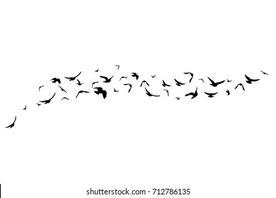 Flying birds. Decoration element from scattered silhouettes. Horizontal divider