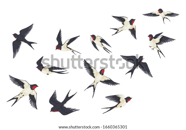 飛ぶ鳥は群がる 異なるポーズで戦う カートーンの手描きのツバメ 白い背景に子どものイラスト ベクター画像セットのカラフルな画像の自由度のツバメグループ のベクター画像素材 ロイヤリティ フリー