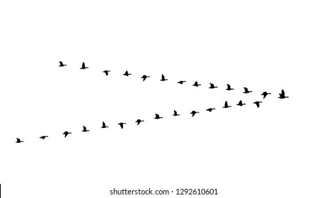 Flying birds flock in the sky, triangle of geese in the autumn vector illustration on transparent background