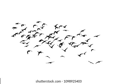 Flying birds. Flock of birds. Vector image. White background.