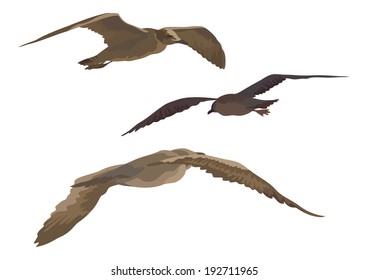 Flying birds gulls set, isolated on white background. Vector