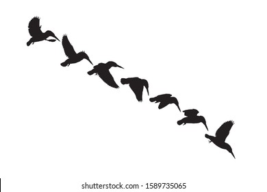 Flying birds. Kingfisher. Vector image. White background.